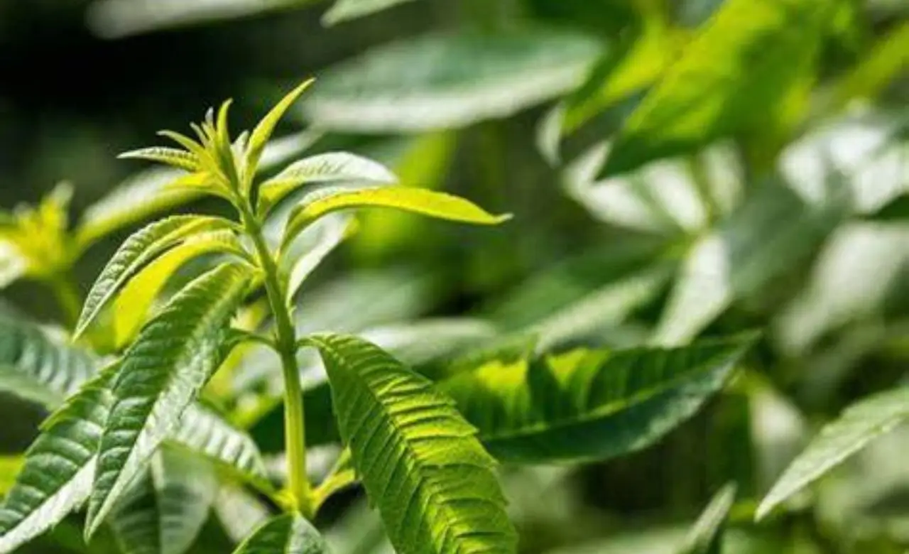 Il dolcificante naturale che tutti abbiamo in casa: è ideale per chi si preoccupa della propria salute