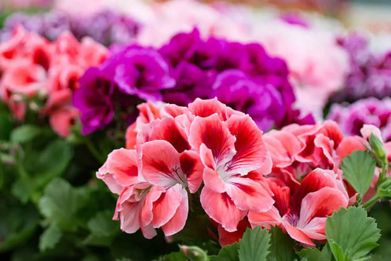 Non mettere ancora i gerani fuori: ecco la temperatura esatta che non devono mai sentire