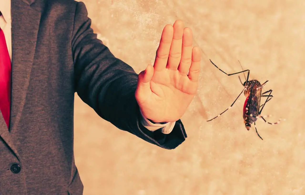 Piante anti-zanzare: ecco quali coltivare sul balcone per tenerle lontane