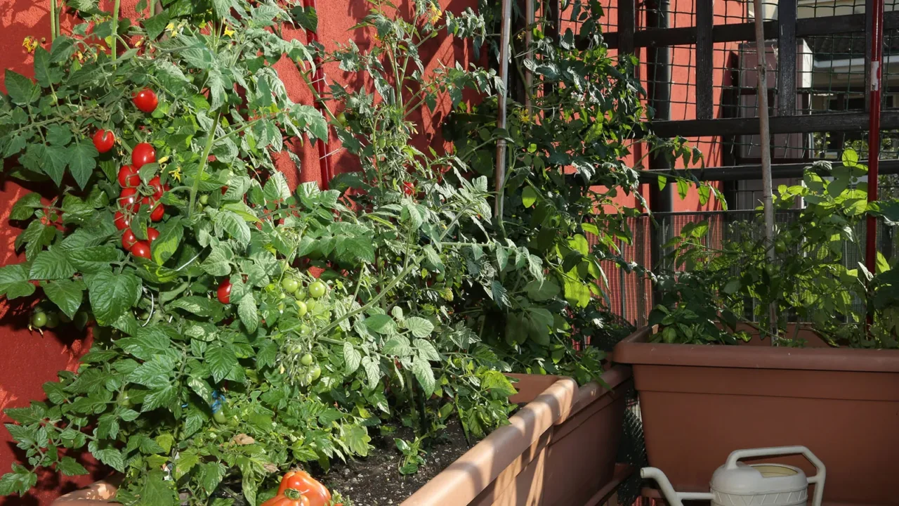 Cosa trapiantare oggi? Ecco la lista completa delle piante che puoi mettere a dimora adesso