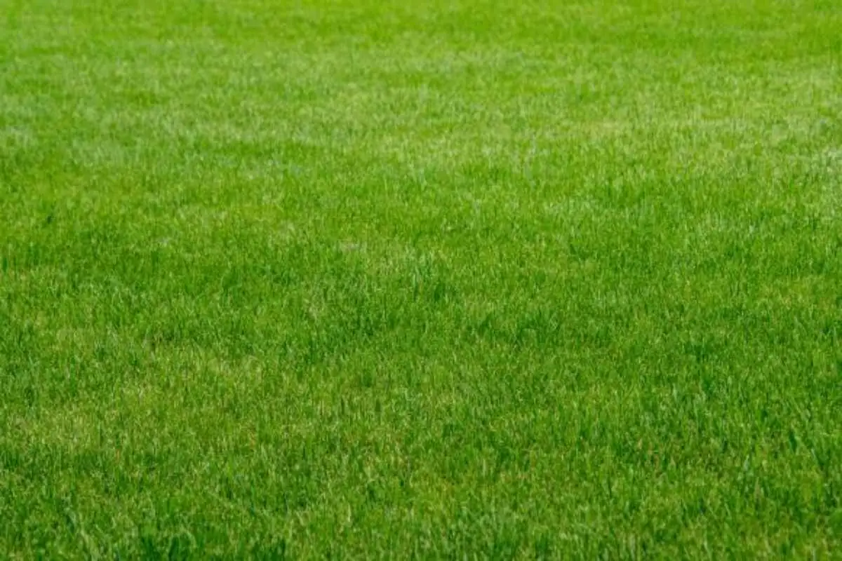 Non basta arieggiare il prato: ecco il passaggio essenziale che stai saltando e lo rovina