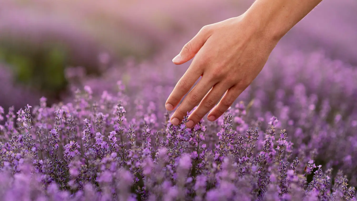 Non mettere la lavanda in questo punto della casa o del balcone: ecco dove va posizionata