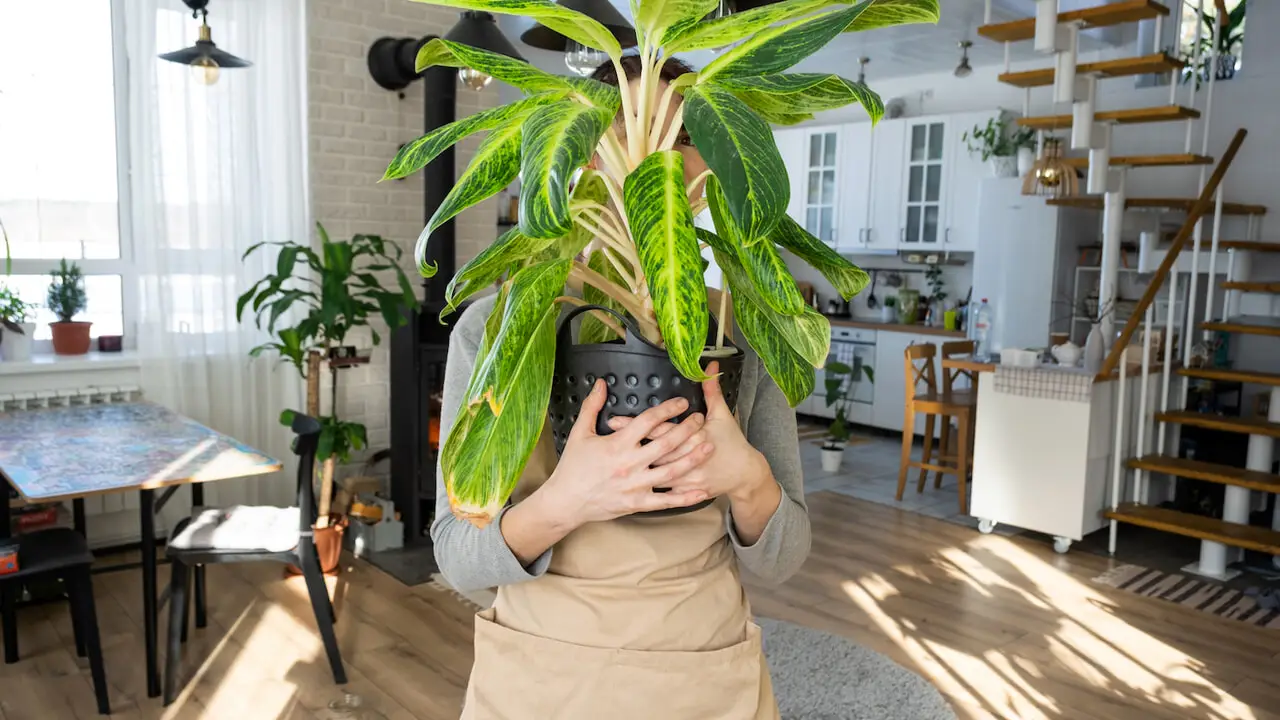 Tieni questa pianta in casa: è la migliore per purificare l’aria e migliorare la tua salute