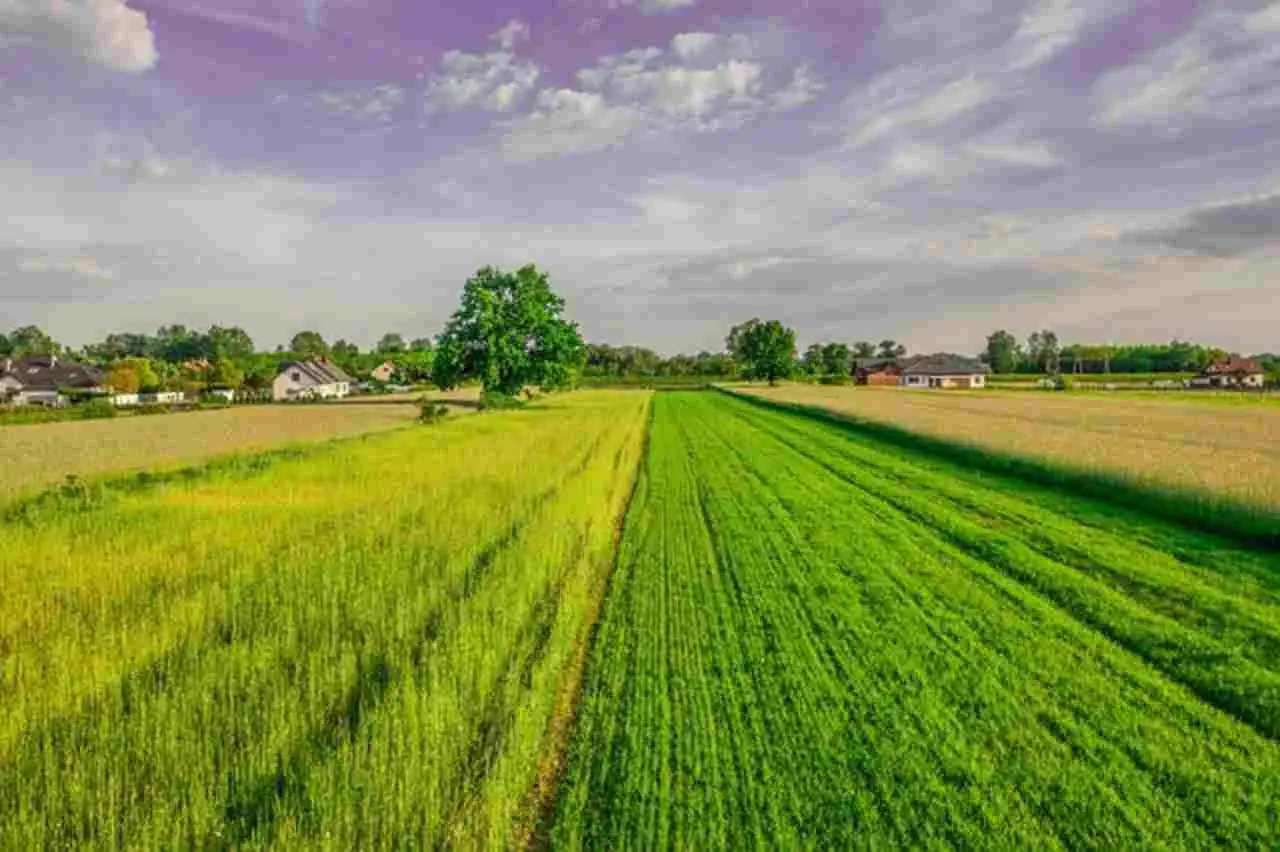Il segreto per un prato perfetto e senza erbacce è questo tipo di terreno
